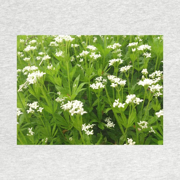 Our woodruff by Gourmetkater